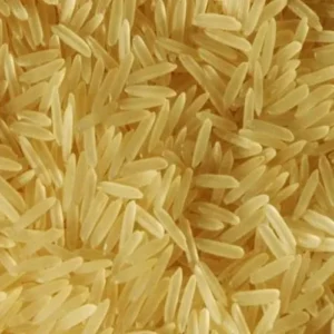 1121 golden rice