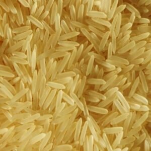 PR 11 golden rice