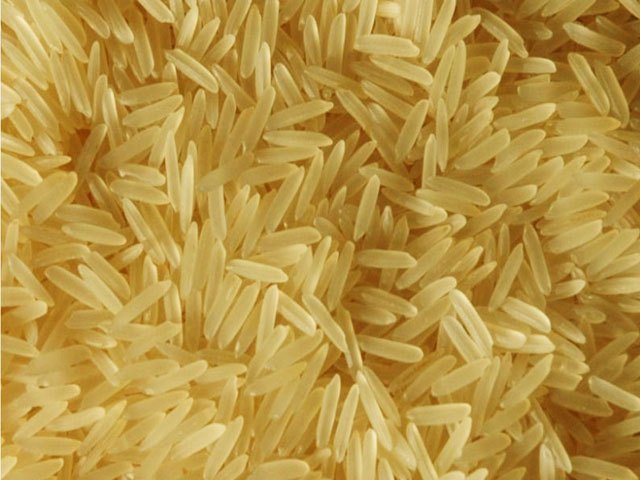 PR 11 golden rice